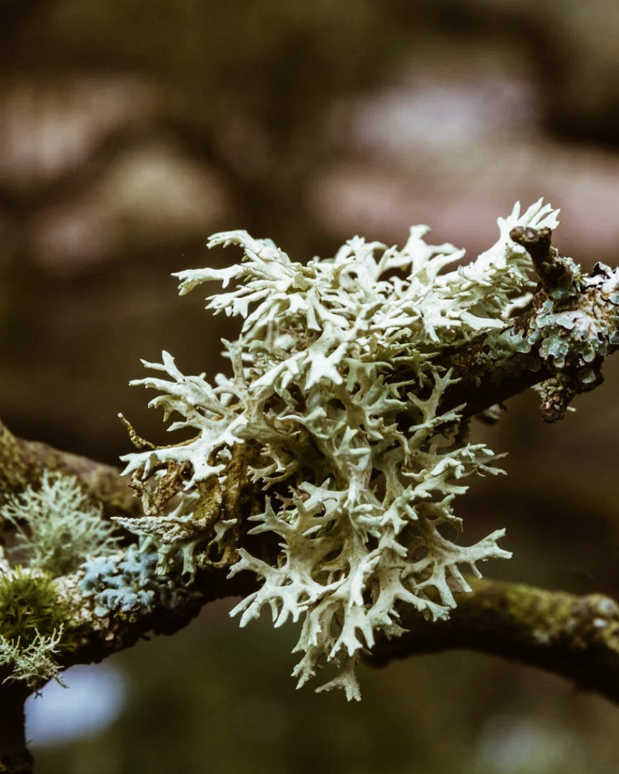 Mossy branch with blurred natural background