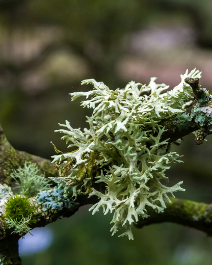 Mossy branch with lichen on a blurred natural background