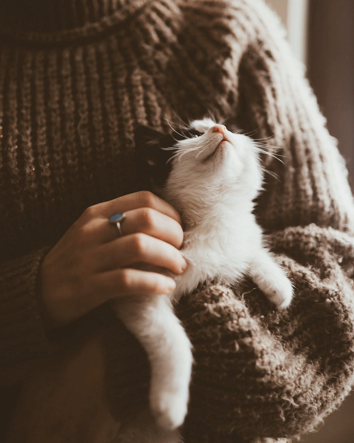 Person holding a small black and white cat close to their chest, wearing a brown knitted sweater.